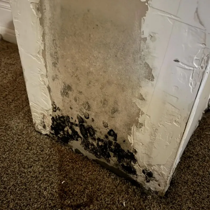 Professional Mold Removal in Dobson, NC